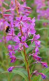 Epilobium angustifolium | Fireweed | Great Willowherb | Rosebay | 500_Seeds
