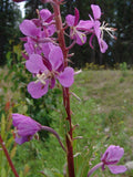 Epilobium angustifolium | Fireweed | Great Willowherb | Rosebay | 500_Seeds