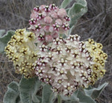 Asclepias eriocarpa | Indian Kotolo Milkweed | Woollypod | 10_Seeds