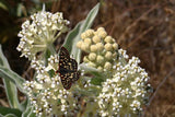 Asclepias eriocarpa | Indian Kotolo Milkweed | Woollypod | 10_Seeds