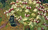 Asclepias eriocarpa | Indian Kotolo Milkweed | Woollypod | 10_Seeds