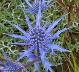 Eryngium planum | Sea Holly | 20_Seeds