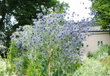 Eryngium planum | Sea Holly | 20_Seeds
