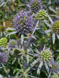 Eryngium planum | Sea Holly | 20_Seeds