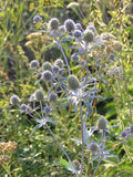 Eryngium planum | Sea Holly | 20_Seeds