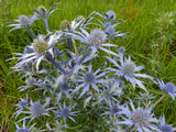 Eryngium planum | Sea Holly | 20_Seeds