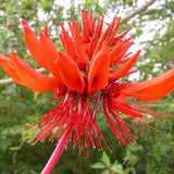 Erythrina arborescens | Coral Tree | 5_Seeds