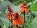 Erythrina arborescens | Coral Tree | 5_Seeds