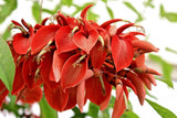 Erythrina arborescens | Coral Tree | 5_Seeds