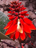 Erythrina arborescens | Coral Tree | 5_Seeds