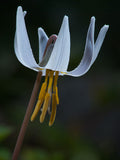 Erythronium albidum | White Fawnlily | Trout Lily | Adders Tongue | 10_Seeds