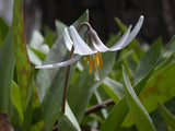 Erythronium albidum | White Fawnlily | Trout Lily | Adders Tongue | 10_Seeds
