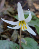 Erythronium albidum | White Fawnlily | Trout Lily | Adders Tongue | 10_Seeds