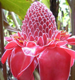 Etlingera elatior Pink | Torch Ginger | Combrang | Wax Flower | 20_Seeds