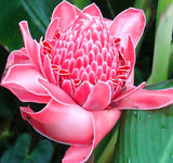 Etlingera elatior Pink | Torch Ginger | Combrang | Wax Flower | 20_Seeds