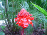 Etlingera elatior Pink | Torch Ginger | Combrang | Wax Flower | 20_Seeds