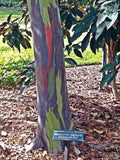 Eucalyptus deglupta | Rainbow-Eucalyptus | Mindanao Gum | 100_Seeds