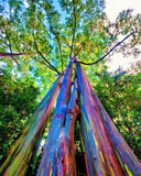 Eucalyptus deglupta | Rainbow-Eucalyptus | Mindanao Gum | 100_Seeds