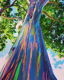 Eucalyptus deglupta | Rainbow-Eucalyptus | Mindanao Gum | 100_Seeds