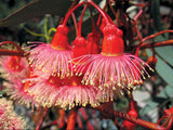 Eucalyptus torquata | Coolgardie & Coral Gum | 50_Seeds