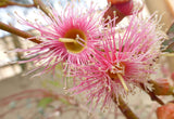 Eucalyptus torquata | Coolgardie & Coral Gum | 50_Seeds