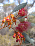 Eucalyptus torquata | Coolgardie & Coral Gum | 50_Seeds