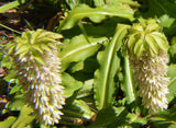 Eucomis bicolor | Variegated Pineapple Lily | 10_Seeds