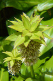 Eucomis bicolor | Variegated Pineapple Lily | 10_Seeds