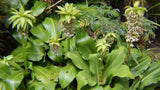 Eucomis bicolor | Variegated Pineapple Lily | 10_Seeds