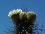 Eulychnia Acida | Copao | 20_Seeds