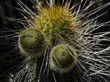 Eulychnia Acida | Copao | 20_Seeds