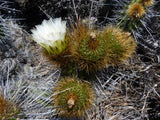 Eulychnia Acida | Copao | 20_Seeds