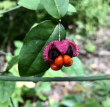 Euonymus americanus | American Strawberry Bush | Bursting Heart | 5_Seeds