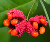 Euonymus americanus | American Strawberry Bush | Bursting Heart | 5_Seeds