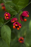 Euonymus americanus | American Strawberry Bush | Bursting Heart | 5_Seeds