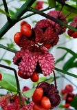 Euonymus americanus | American Strawberry Bush | Bursting Heart | 5_Seeds