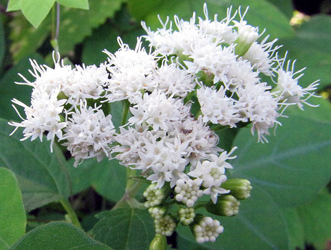 ageratina altissima chocolate Ageratina altissima | Chocolate Joe Pye Weed