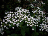 Ageratina altissima | Chocolate Joe Pye Weed | 200_Seeds