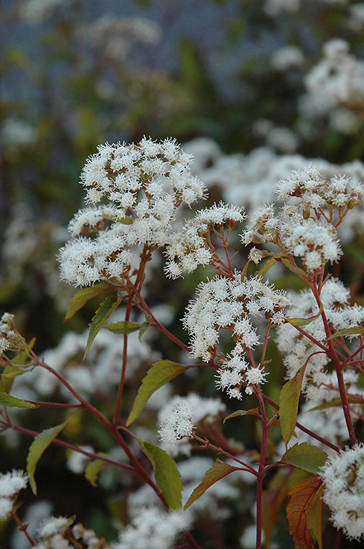 eupatorium altissima Ageratina altissima | Chocolate Joe Pye Weed