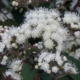 Ageratina altissima | Chocolate Joe Pye Weed | 200_Seeds