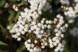 Ageratina altissima | Chocolate Joe Pye Weed | 200_Seeds