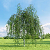 Betula pendula | European White Silver Warty Birch | 50_Seeds