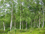 Betula pendula | European White Silver Warty Birch | 50_Seeds