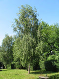 Betula pendula | European White Silver Warty Birch | 50_Seeds