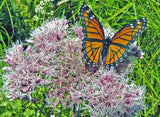 Eutrochium maculatum | Joe Pye Weed | 200_Seeds