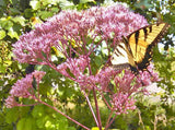 Eutrochium maculatum | Joe Pye Weed | 200_Seeds