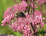 Eutrochium maculatum | Joe Pye Weed | 200_Seeds