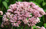 Eutrochium maculatum | Joe Pye Weed | 200_Seeds