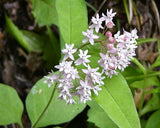 Asclepias exaltata | Poke & Tall Milkweed | 10_Seeds