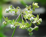 Asclepias exaltata | Poke & Tall Milkweed | 10_Seeds